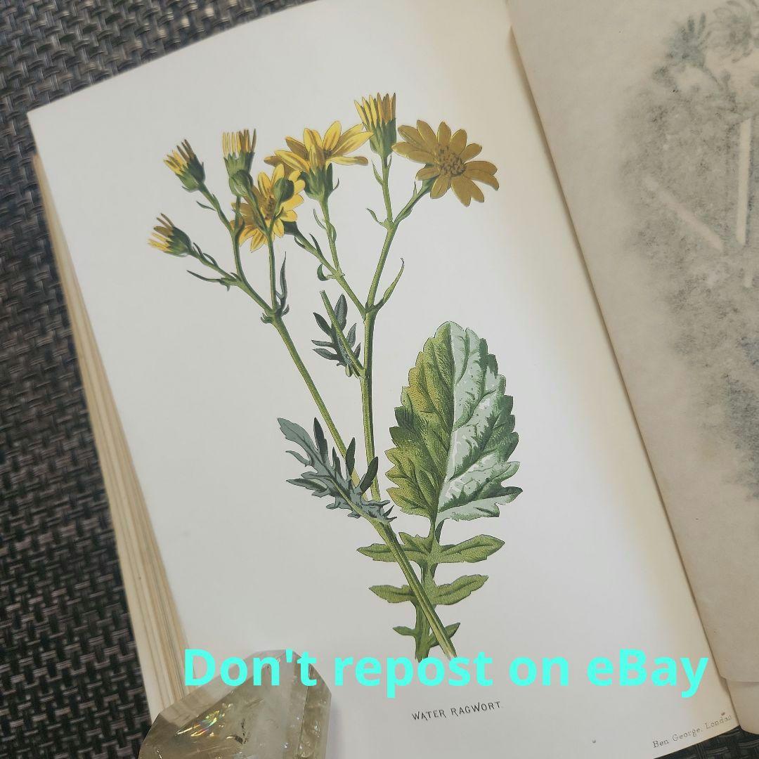 植物図鑑　洋書　ボタニカルアート　アンティーク　リトグラフ　26