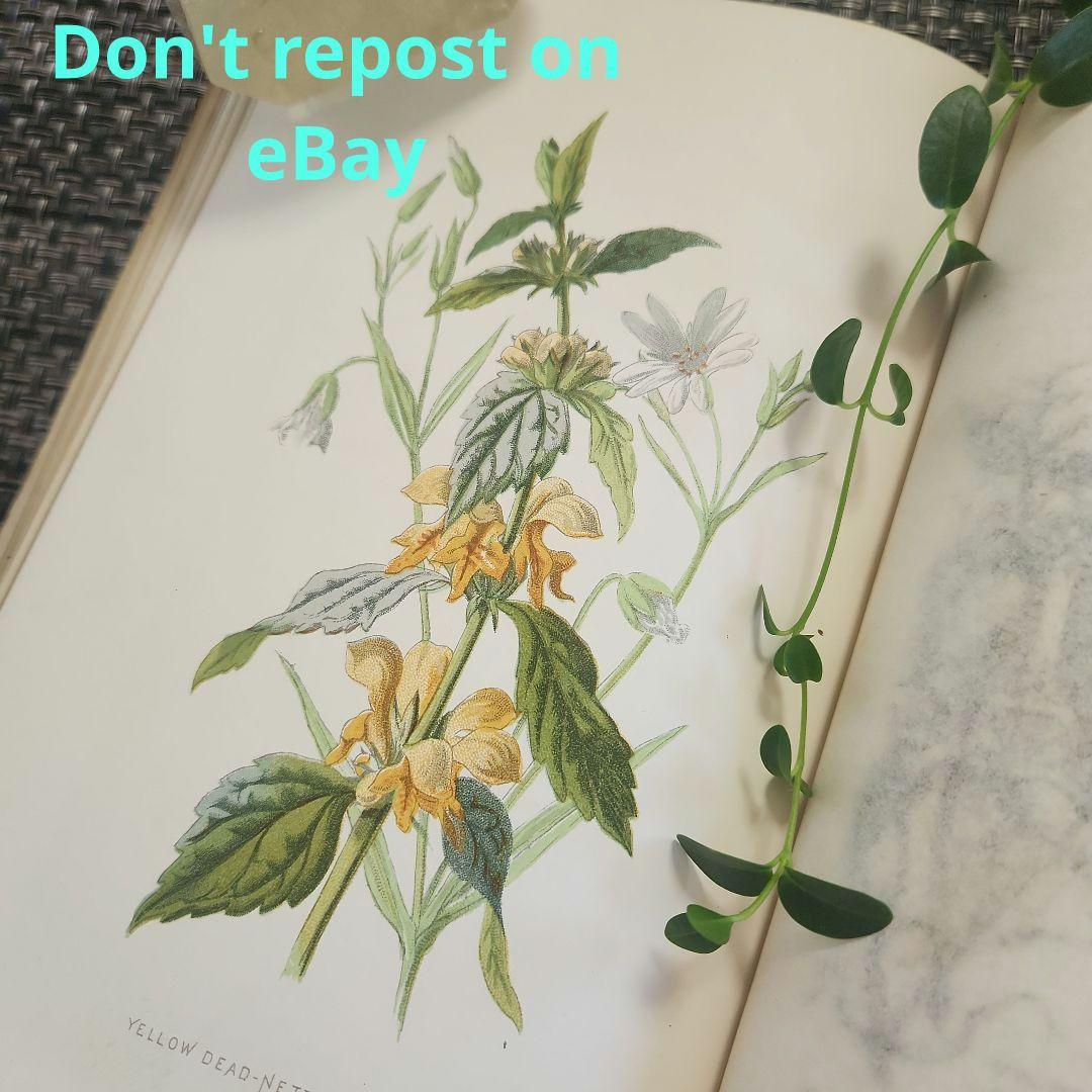 植物図鑑　洋書　ボタニカルアート　アンティーク　リトグラフ　26