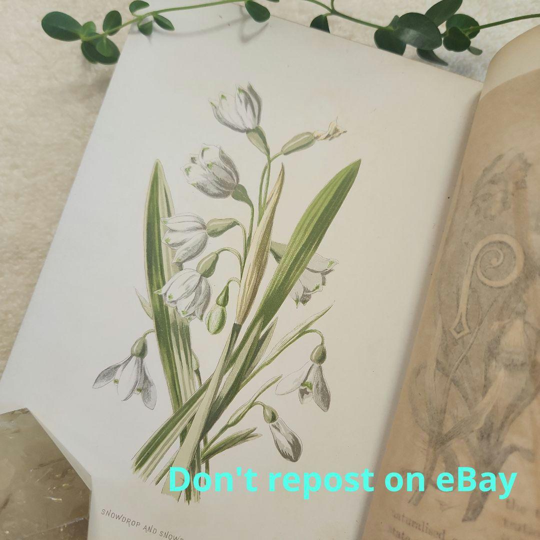 植物図鑑　洋書　ボタニカルアート　アンティーク　リトグラフ　26