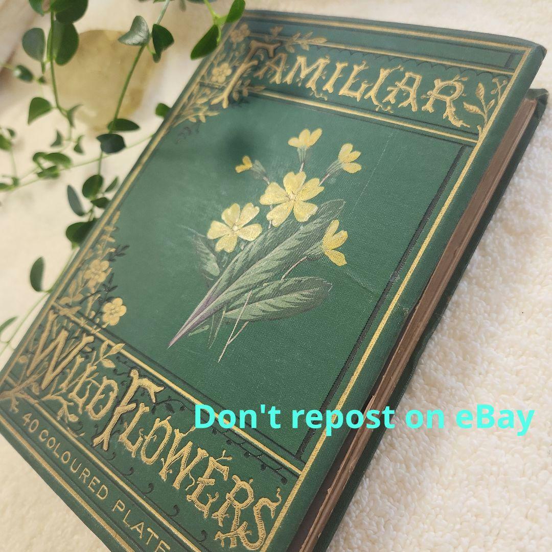 植物図鑑　洋書　ボタニカルアート　アンティーク　リトグラフ　26