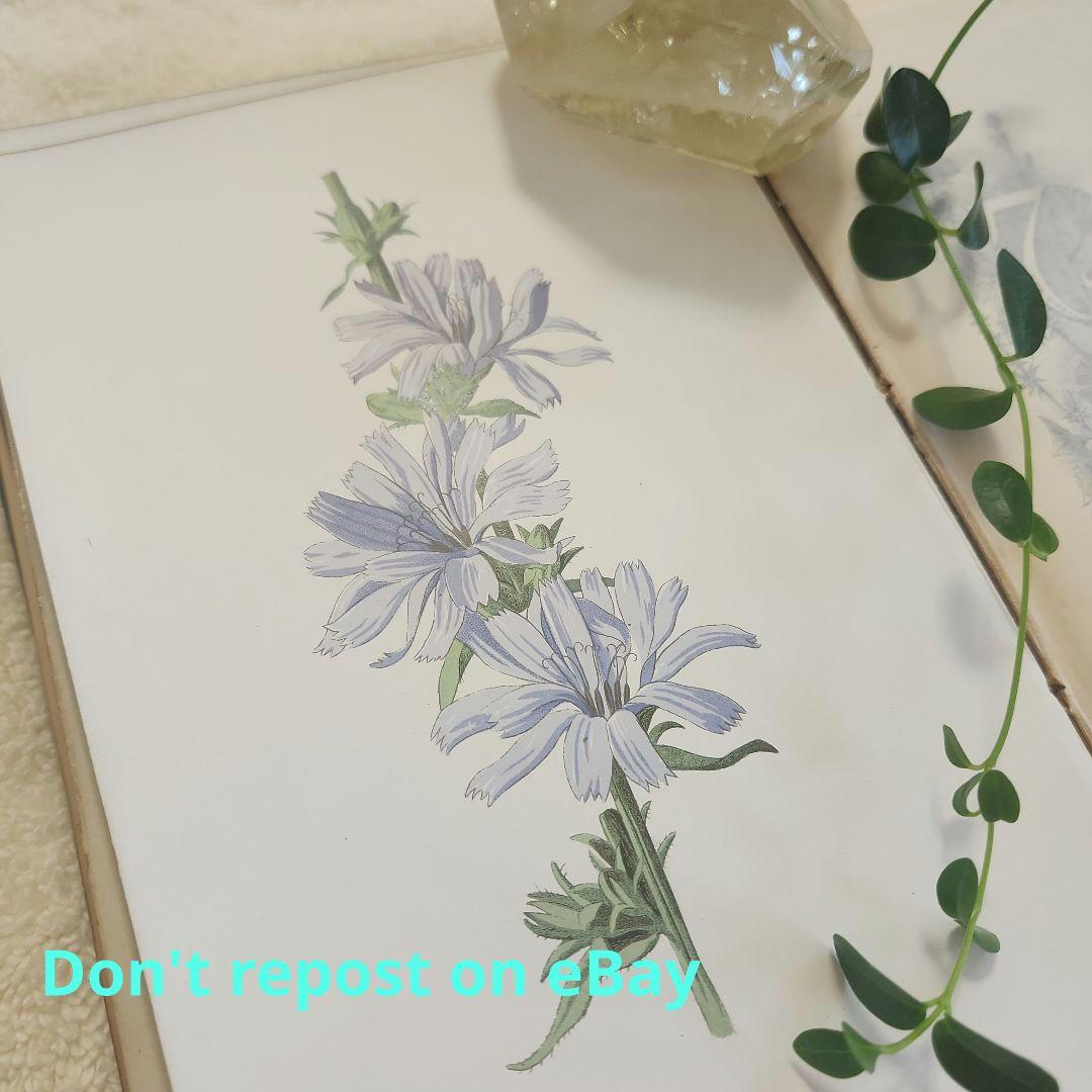 植物図鑑　洋書　ボタニカルアート　アンティーク　リトグラフ　26