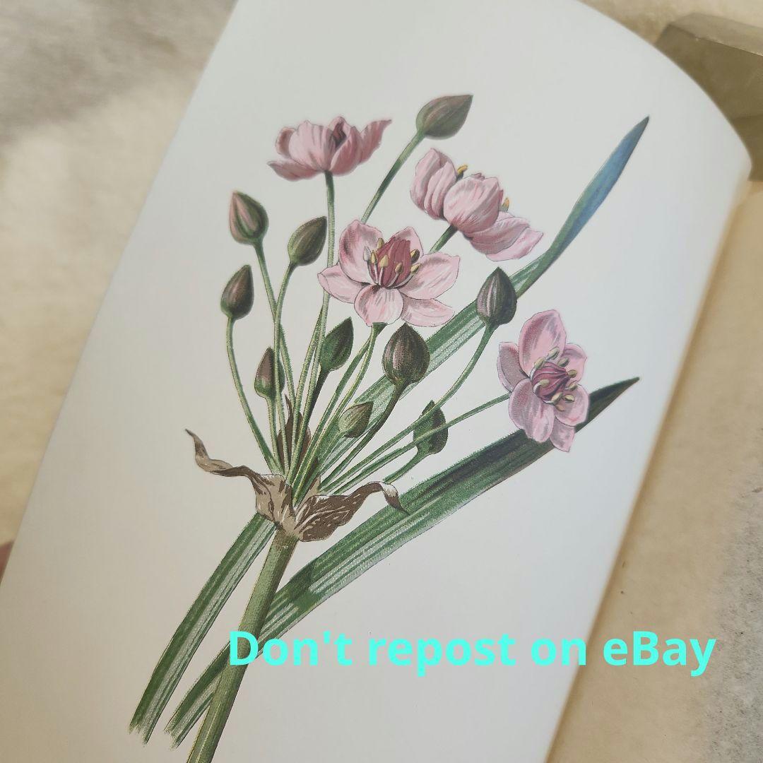 植物図鑑　洋書　ボタニカルアート　アンティーク　リトグラフ　26