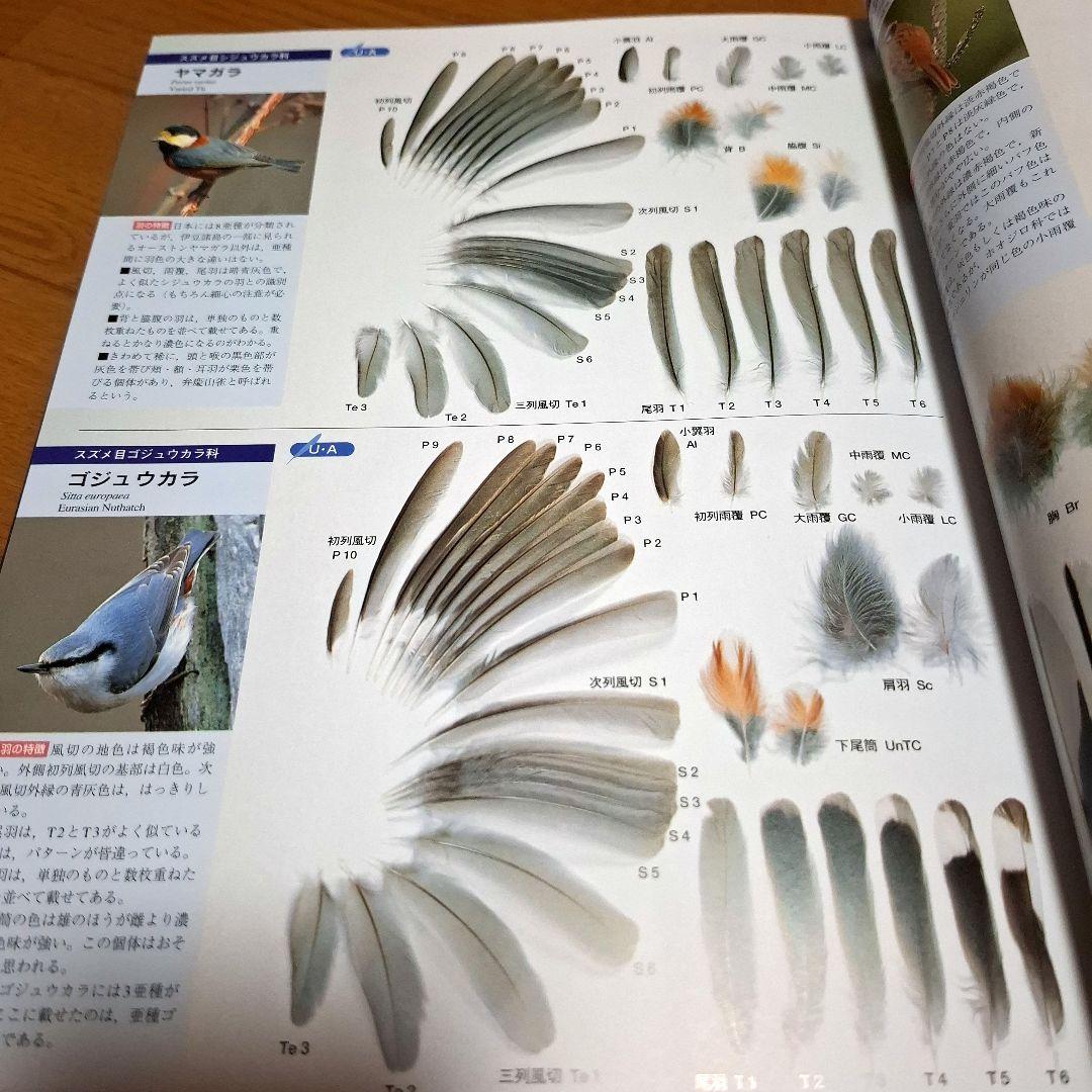 羽 原寸大写真図鑑　高田勝/著 叶内拓哉/著　ポスター付録付き