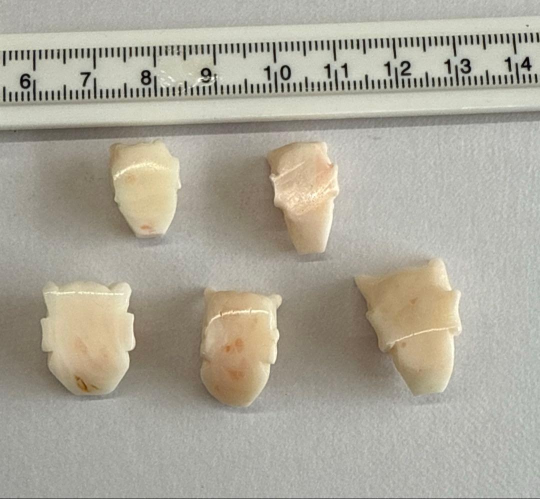 珊瑚　能面　5セット