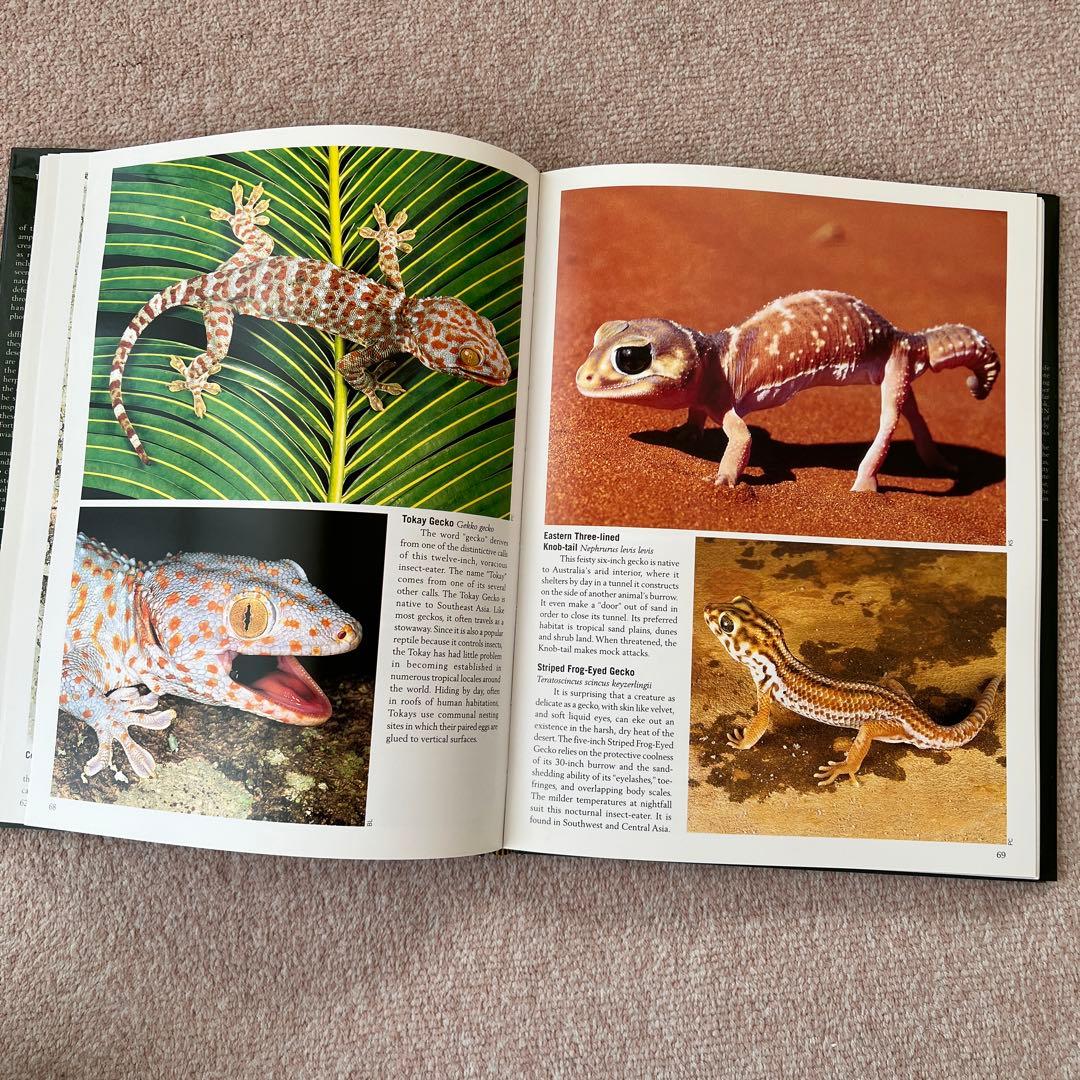 洋書　Reptiles & Amphibians 爬虫類、両生類