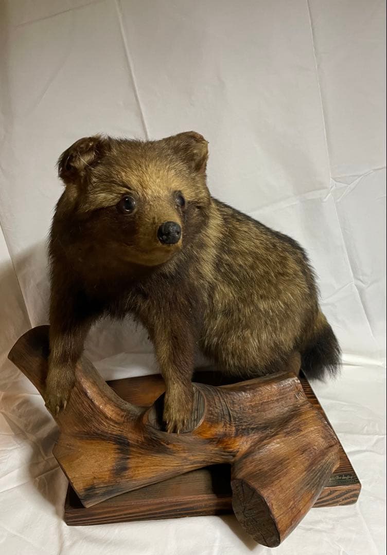 秀ちゃん　タヌキ剥製 木製台座付き