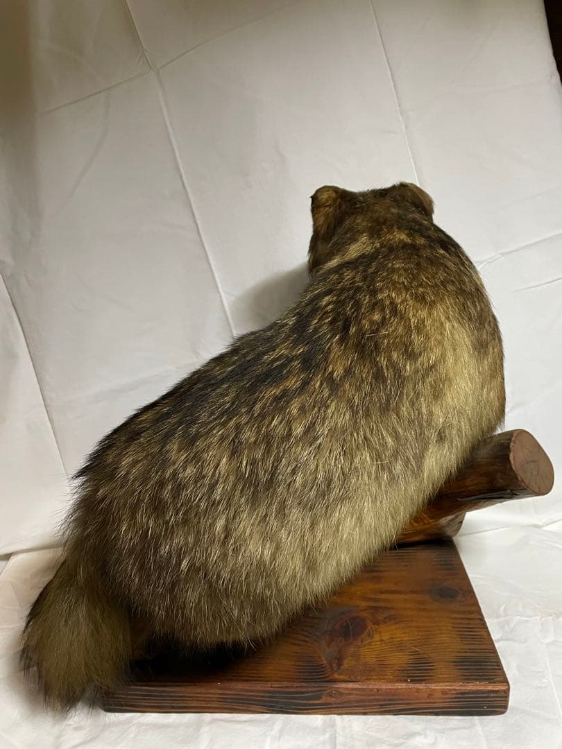 秀ちゃん　タヌキ剥製 木製台座付き