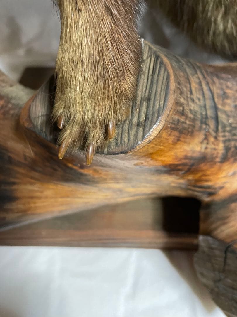 秀ちゃん　タヌキ剥製 木製台座付き