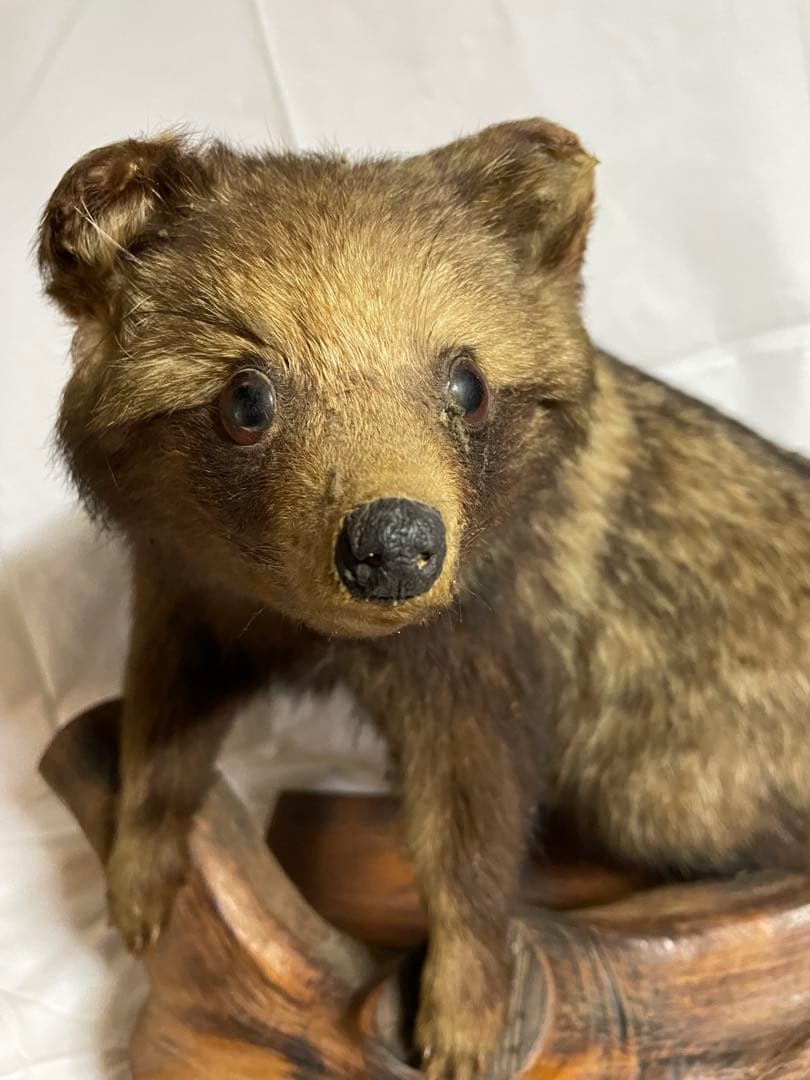 秀ちゃん　タヌキ剥製 木製台座付き