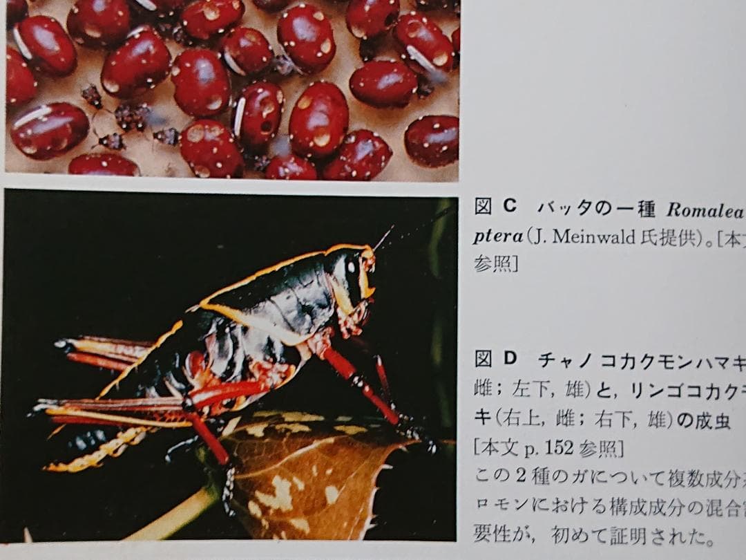 昆虫行動の化学　行動から見た昆虫1　石井象二郎　培風館