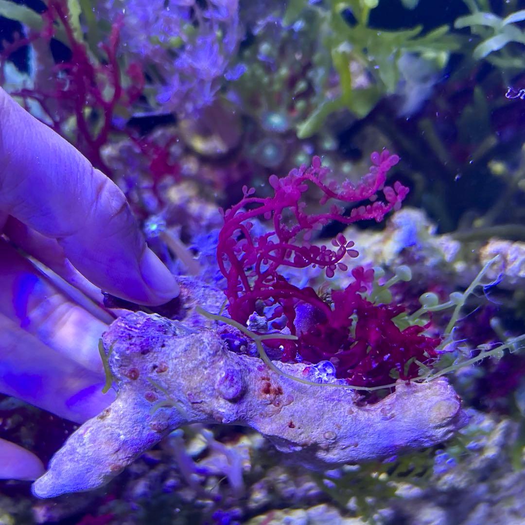 【★】海藻等色々ついたライブロックと海藻セット