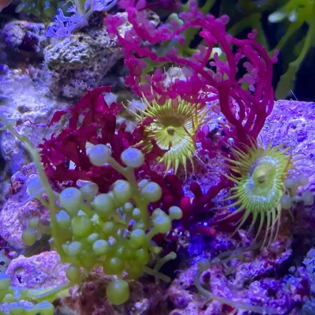 【★】海藻等色々ついたライブロックと海藻セット