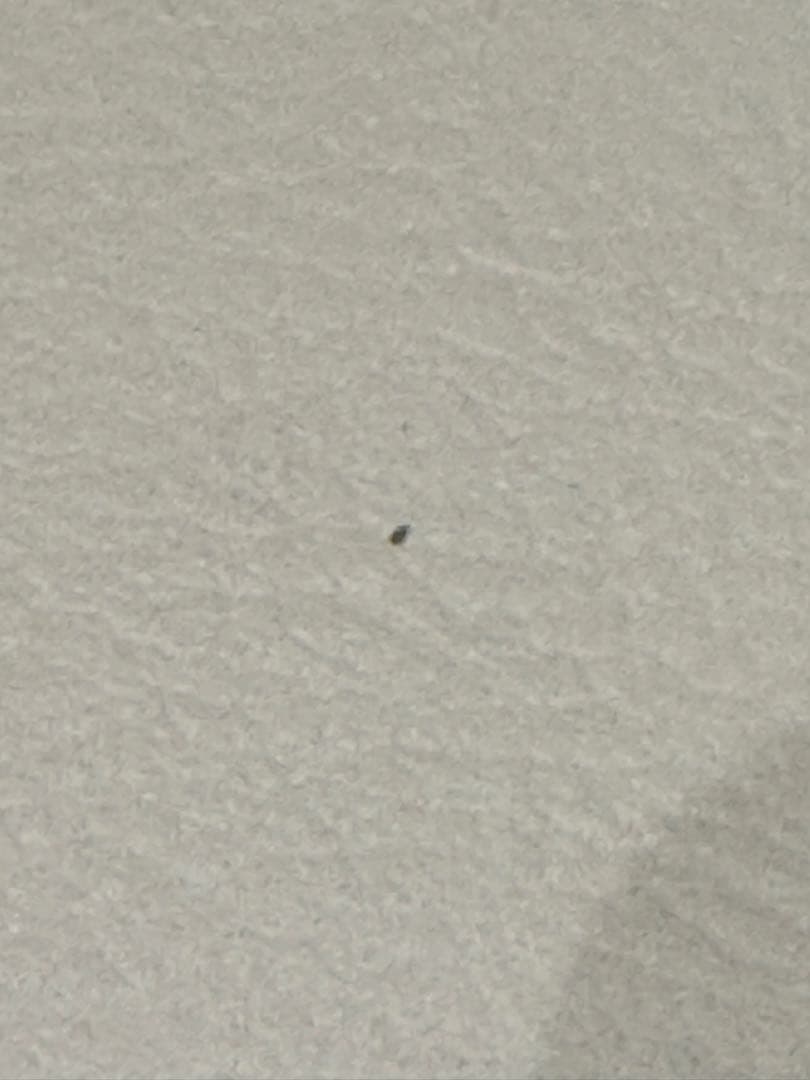 IDC大塚家具 ダイニングチェア シネマ HOC-096 WO 椅子2脚セット