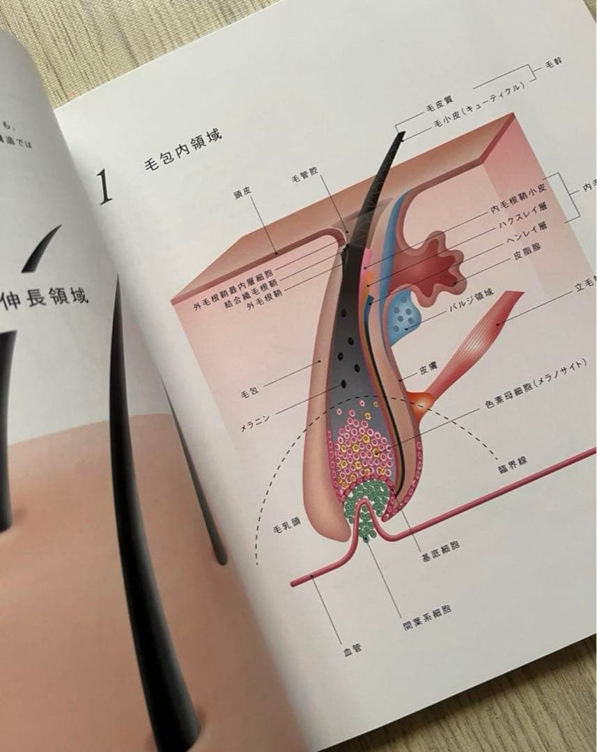 毛髪構造機構　大図鑑