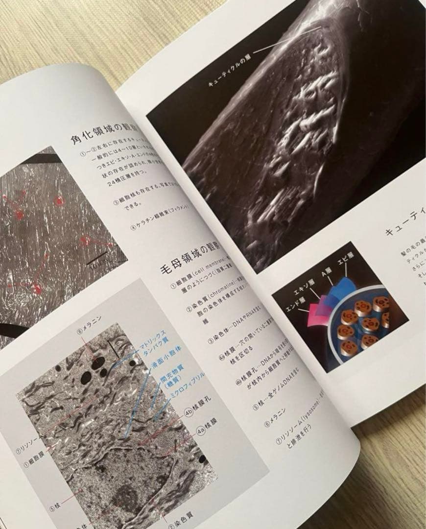 毛髪構造機構　大図鑑