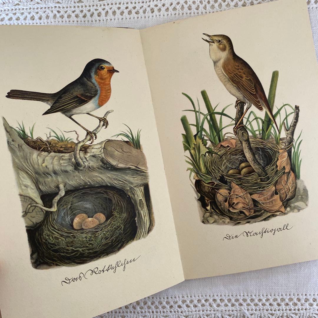 人気３冊　インゼル文庫まとめ売り　蝶　鳥　木　図鑑　洋書　古書