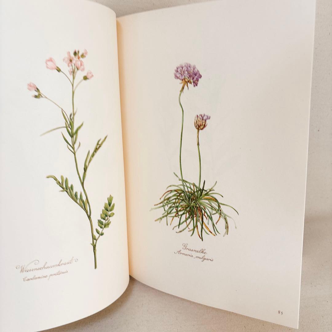繊細なタッチの植物画 2冊セット Elsa Felsko 1960年