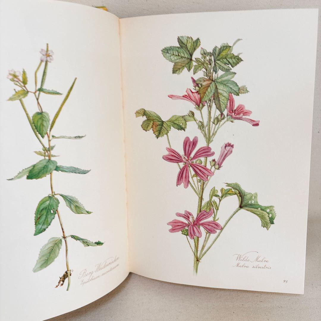繊細なタッチの植物画 2冊セット Elsa Felsko 1960年
