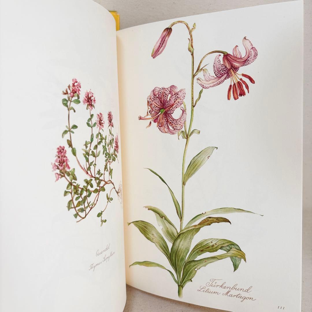 繊細なタッチの植物画 2冊セット Elsa Felsko 1960年