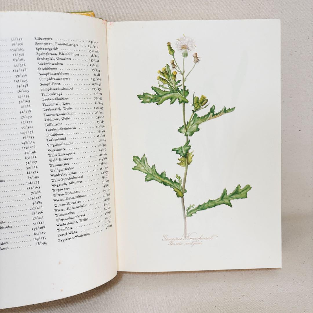 繊細なタッチの植物画 2冊セット Elsa Felsko 1960年