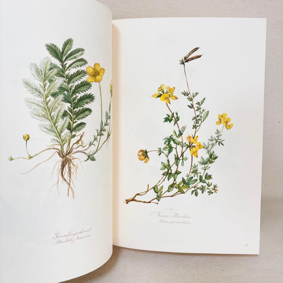 繊細なタッチの植物画 2冊セット Elsa Felsko 1960年