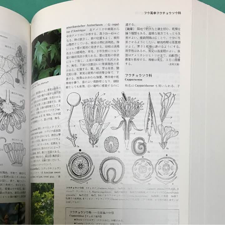 小学館 園芸植物大事典 コンパクト版