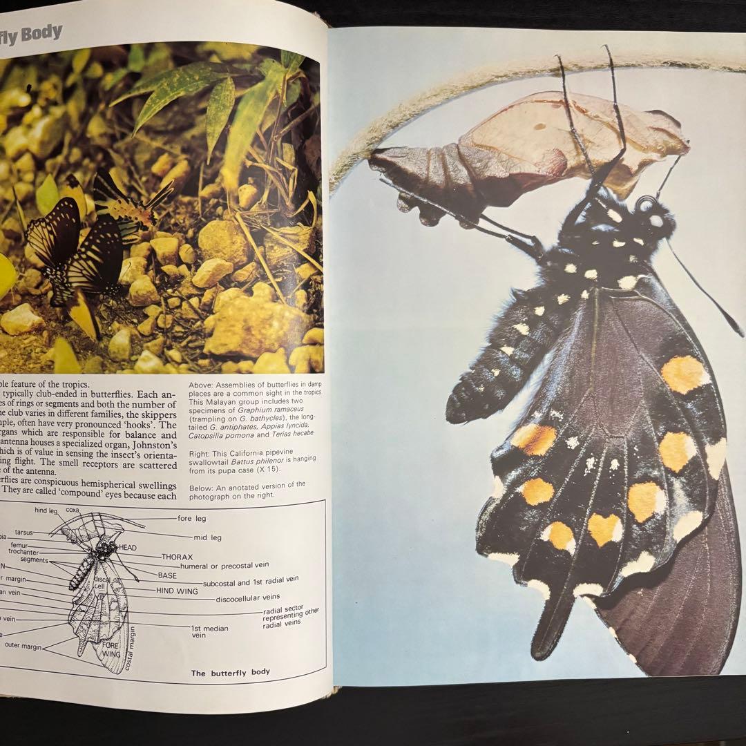 The International Butterfly Book 英語版 初版本
