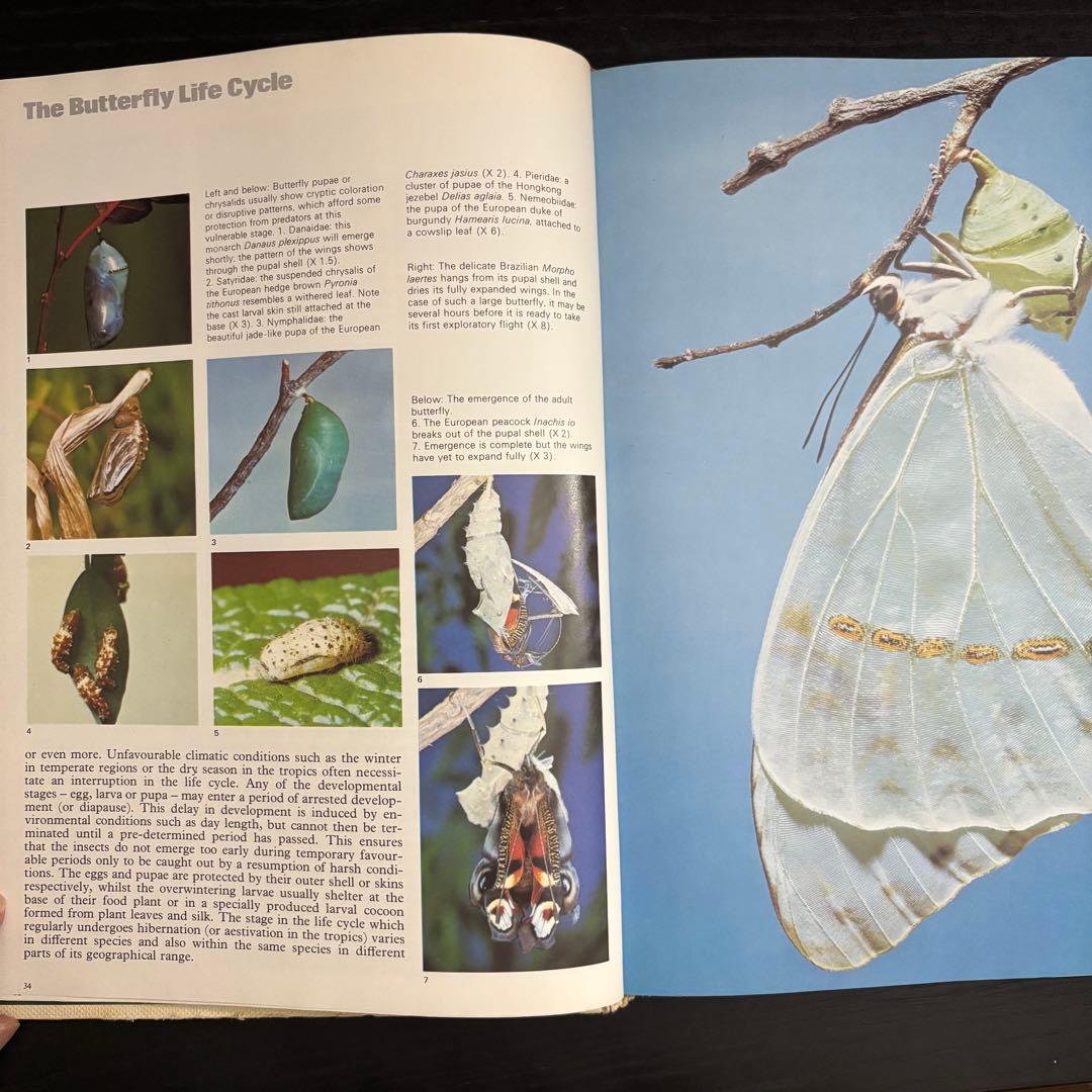 The International Butterfly Book 英語版 初版本