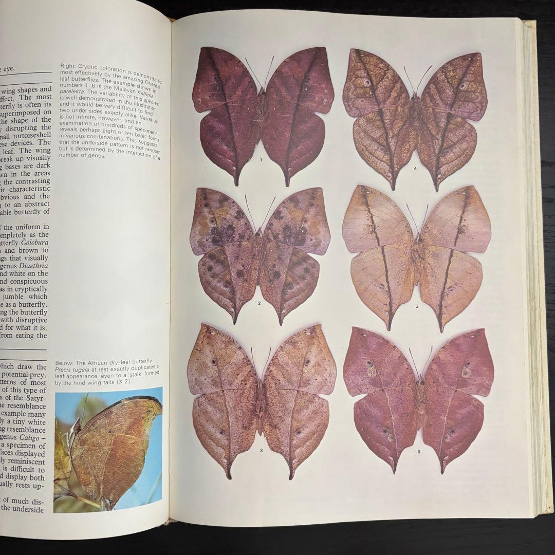The International Butterfly Book 英語版 初版本