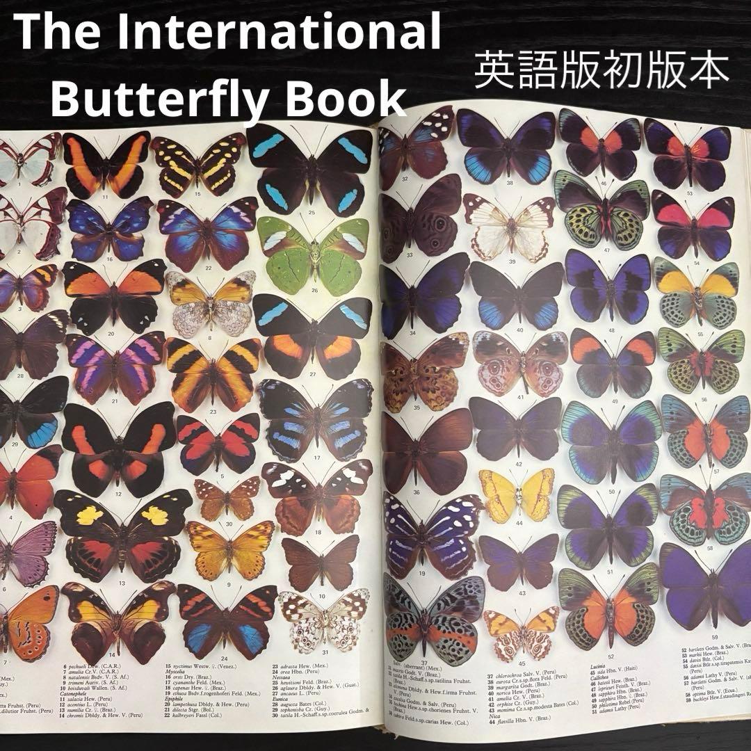 The International Butterfly Book 英語版 初版本