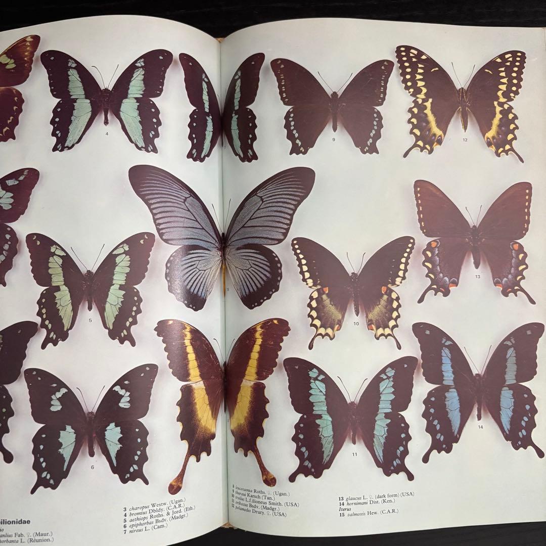 The International Butterfly Book 英語版 初版本