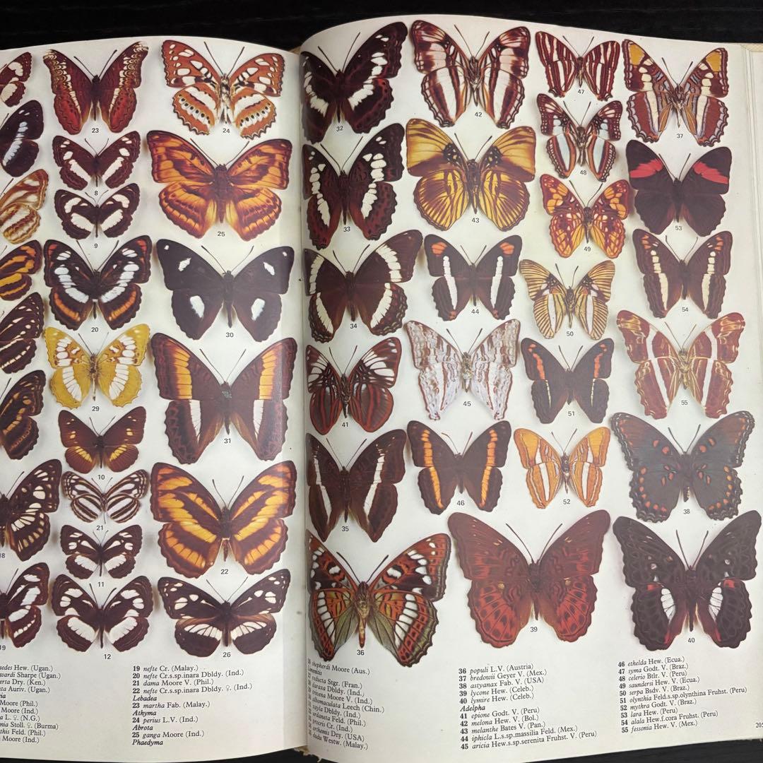 The International Butterfly Book 英語版 初版本