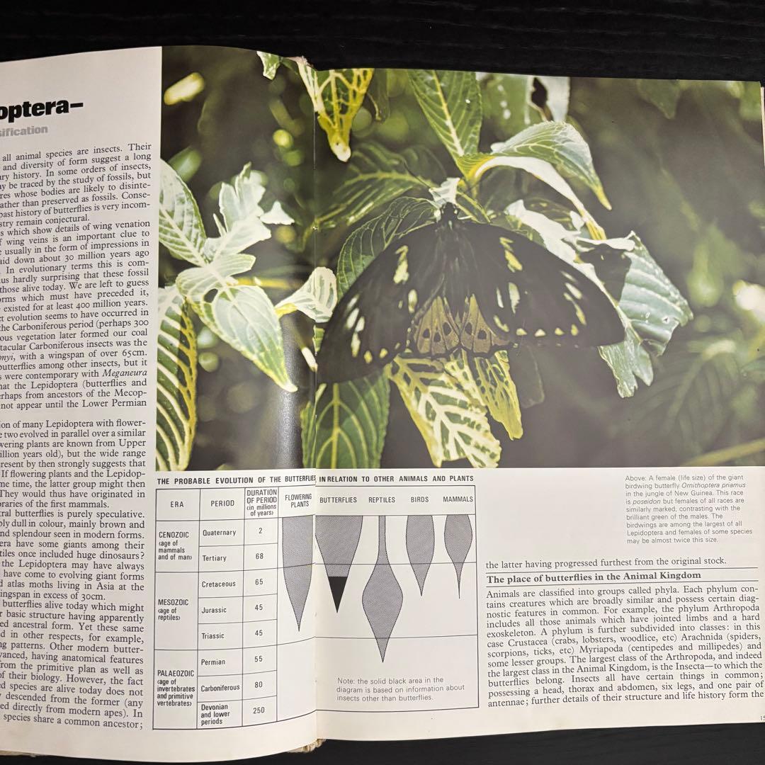 The International Butterfly Book 英語版 初版本
