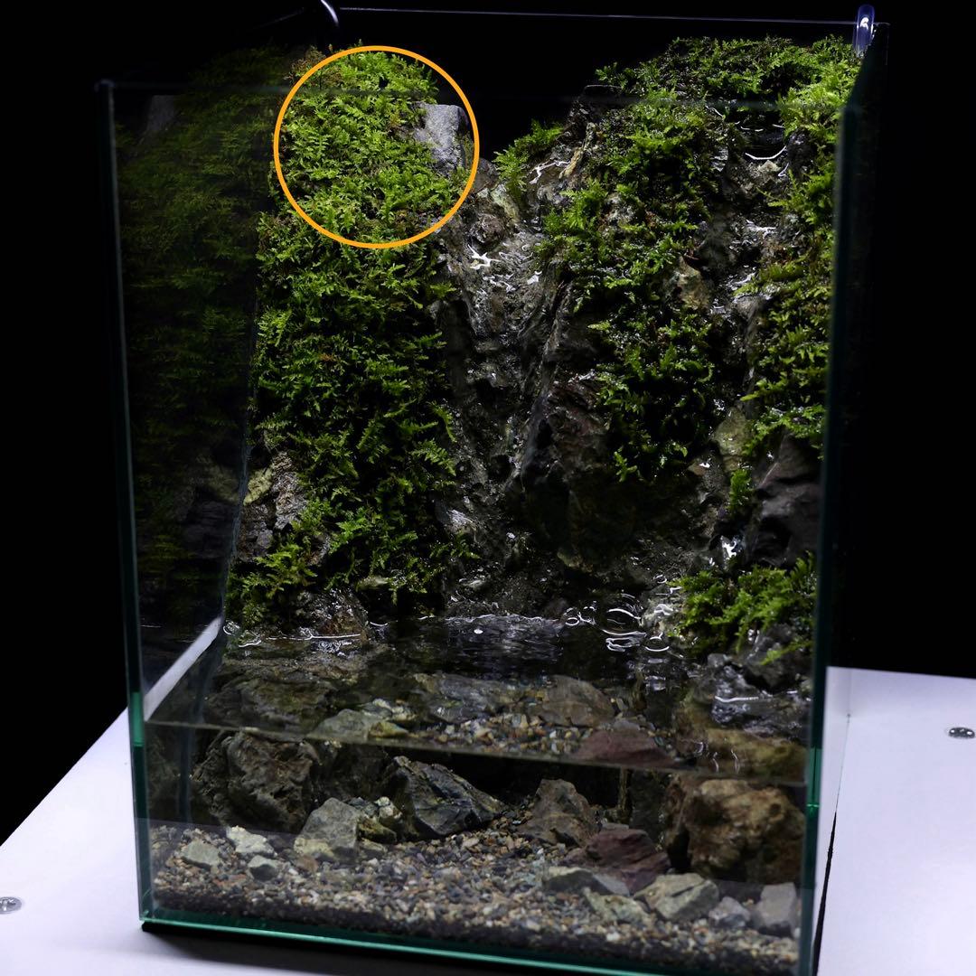 アクアテラリウム　レイアウト作品　228