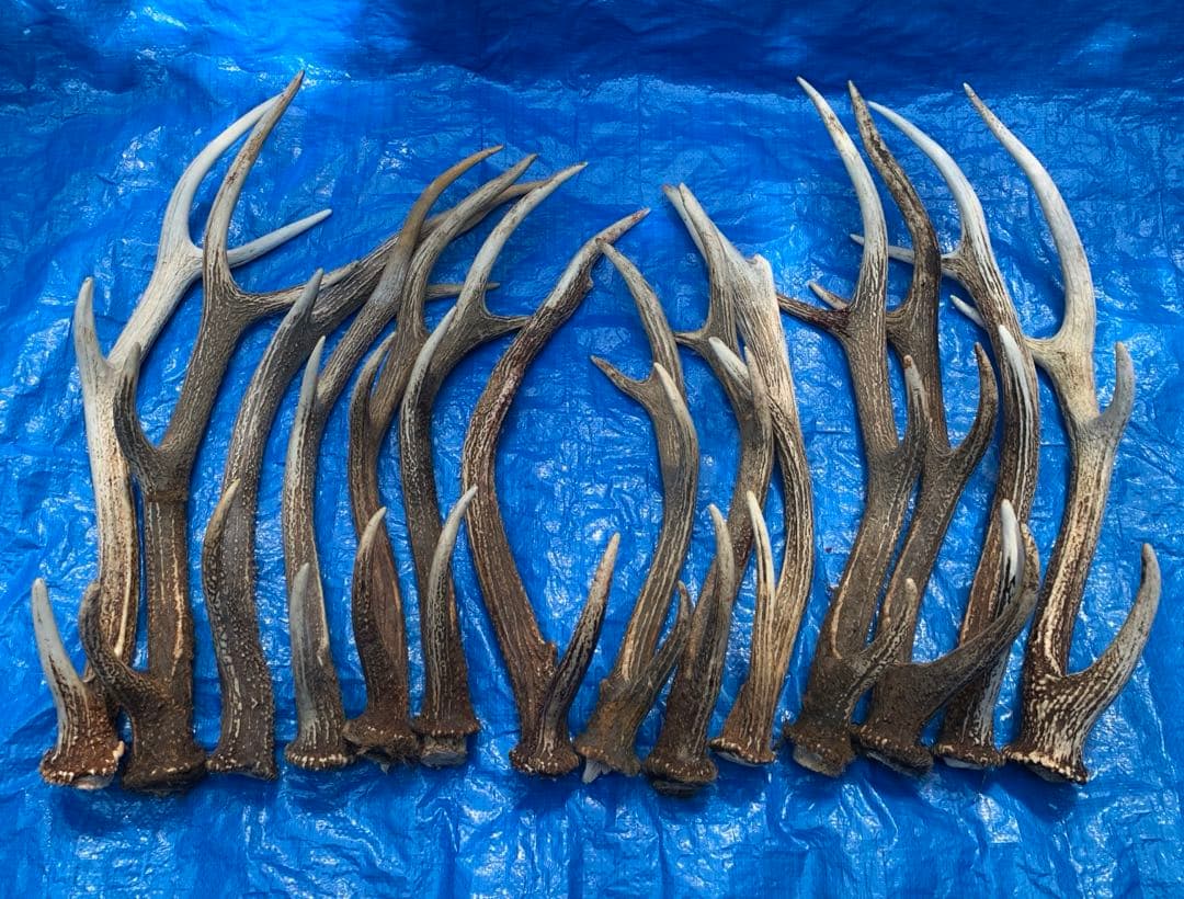 No.2052『鹿角14本セット』鹿の角　エゾ鹿　鹿角　蝦夷鹿