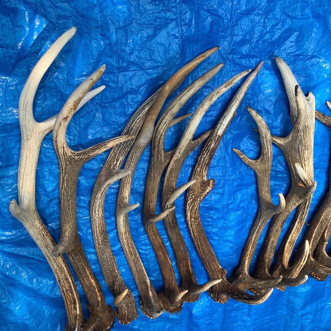 No.2052『鹿角14本セット』鹿の角　エゾ鹿　鹿角　蝦夷鹿