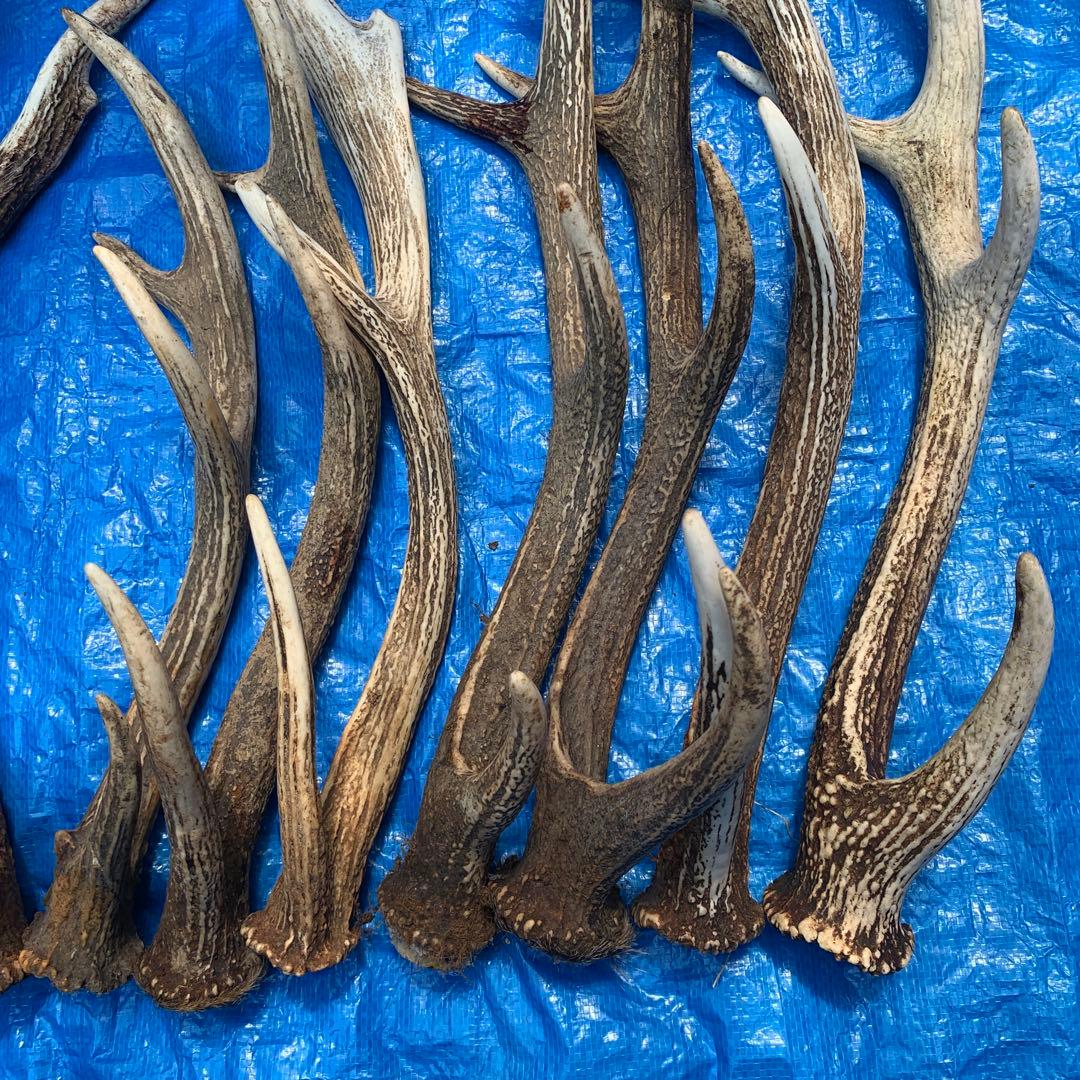 No.2052『鹿角14本セット』鹿の角　エゾ鹿　鹿角　蝦夷鹿