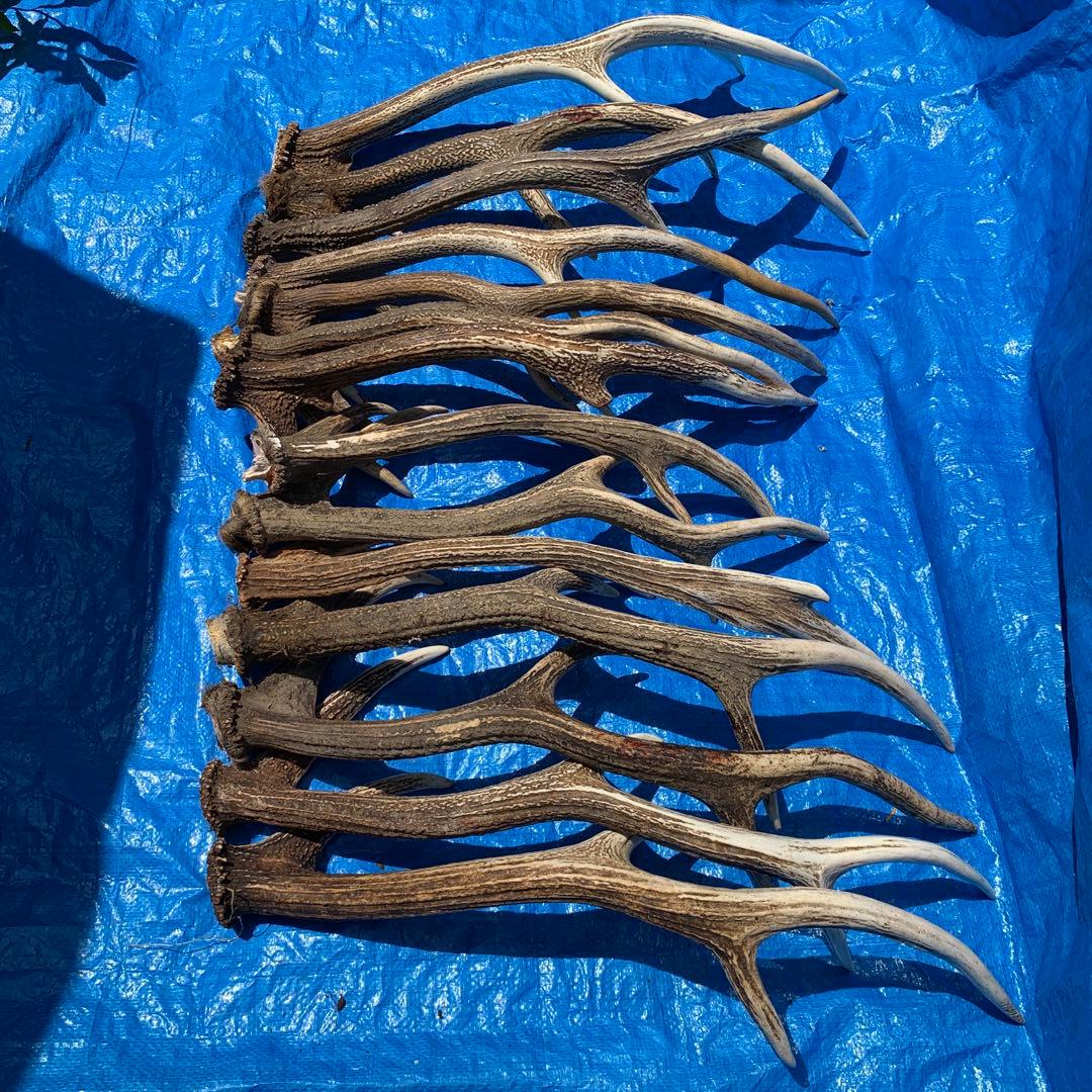 No.2052『鹿角14本セット』鹿の角　エゾ鹿　鹿角　蝦夷鹿