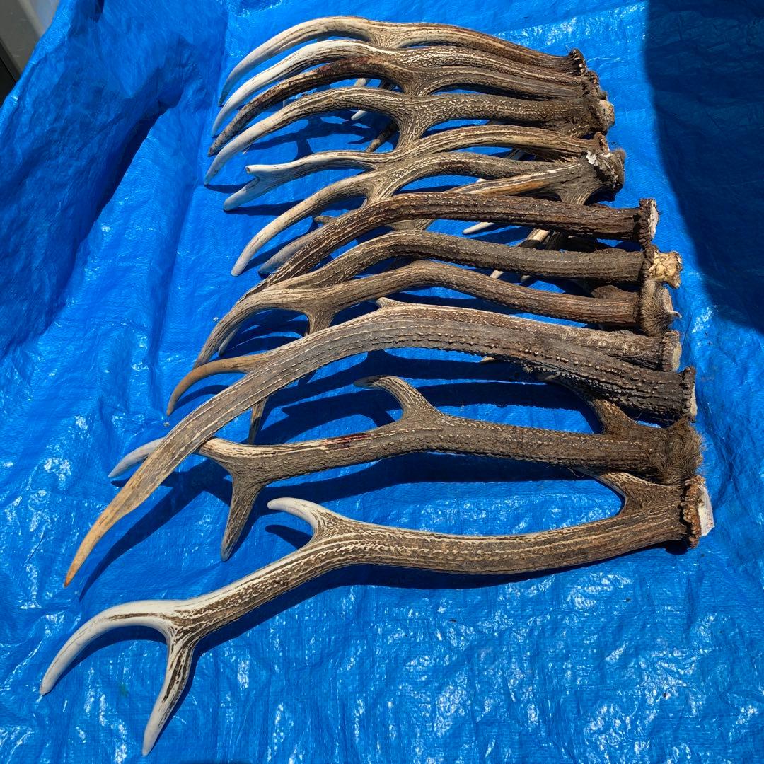 No.2052『鹿角14本セット』鹿の角　エゾ鹿　鹿角　蝦夷鹿