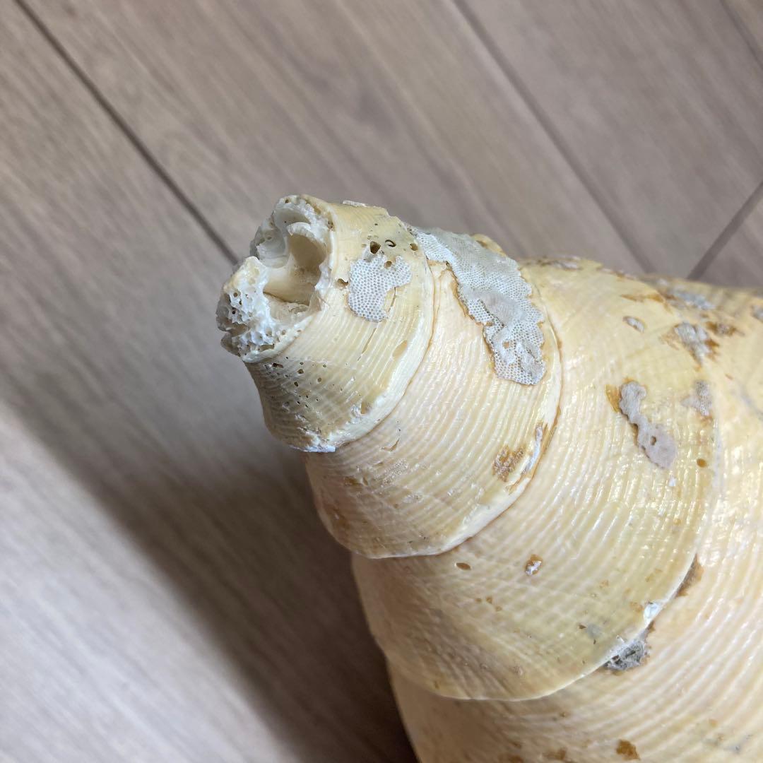 レア品　アラフラオオニシ貝　法螺貝　特大 約60cm