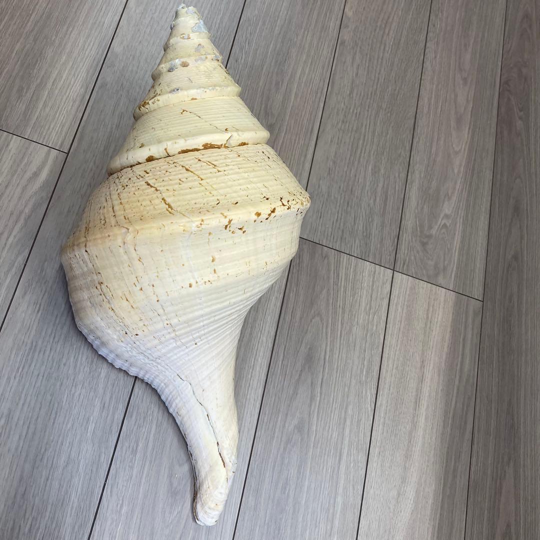 レア品　アラフラオオニシ貝　法螺貝　特大 約60cm