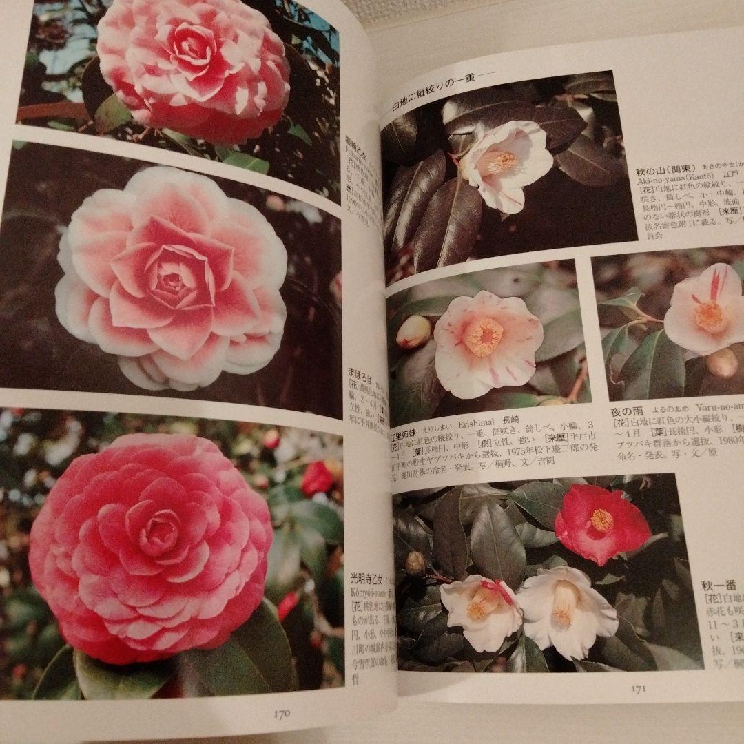 最新日本ツバキ図鑑　椿　サザンカ　貴重