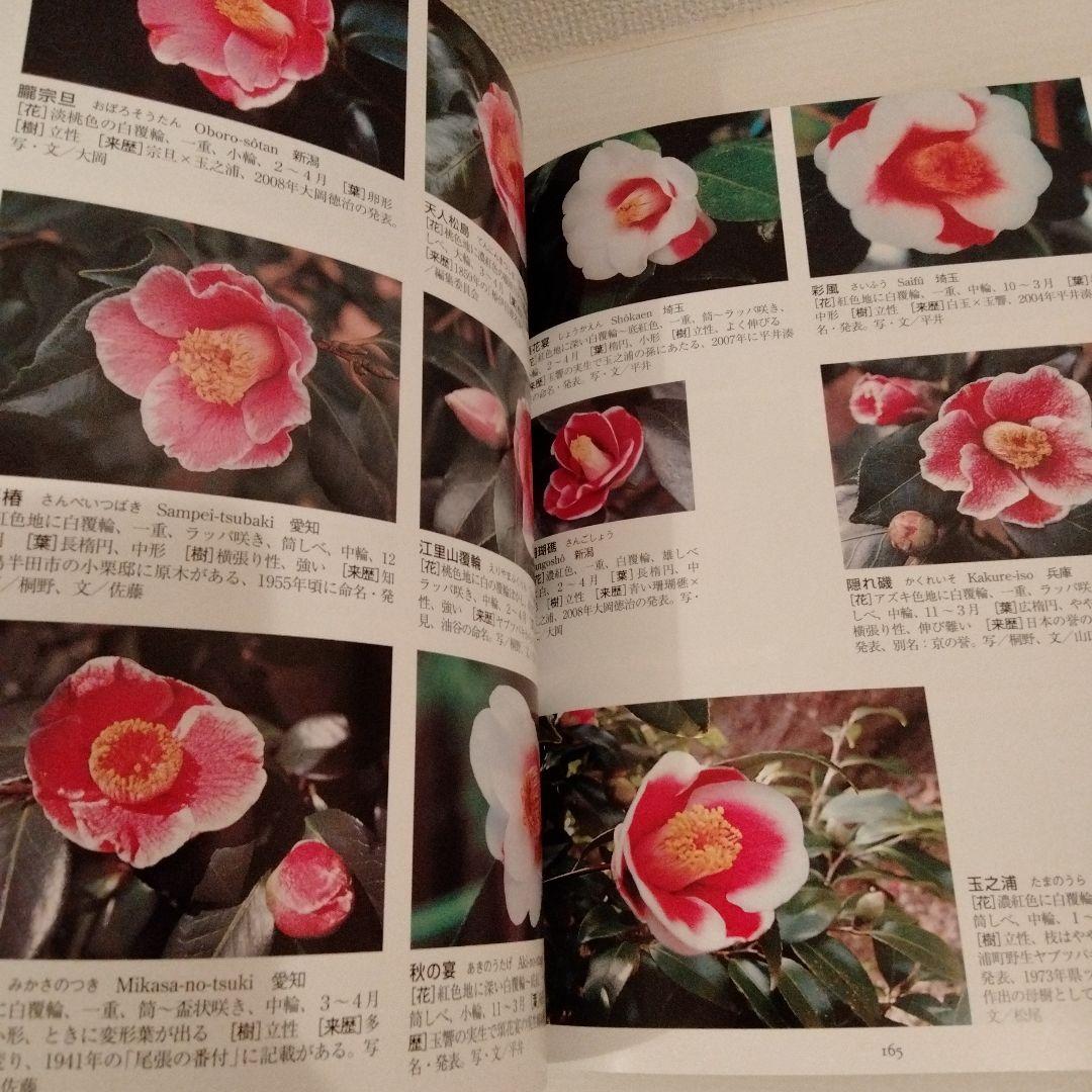 最新日本ツバキ図鑑　椿　サザンカ　貴重