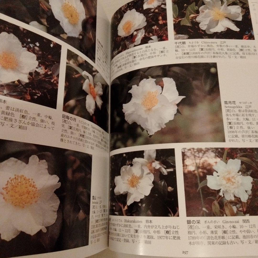 最新日本ツバキ図鑑　椿　サザンカ　貴重