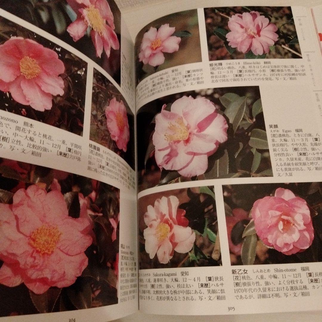 最新日本ツバキ図鑑　椿　サザンカ　貴重