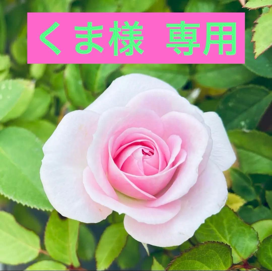 CIAOスティック ちゅ〜るゼリー バラエティ 40本×2袋　5セット