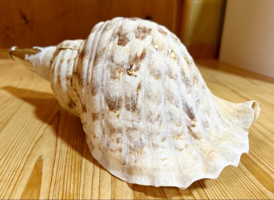 幸*ギ様 大型肉厚39㎝修験道法螺貝　山伏　密教　魔除け　熊よけ❣️ホラガイ　ほ