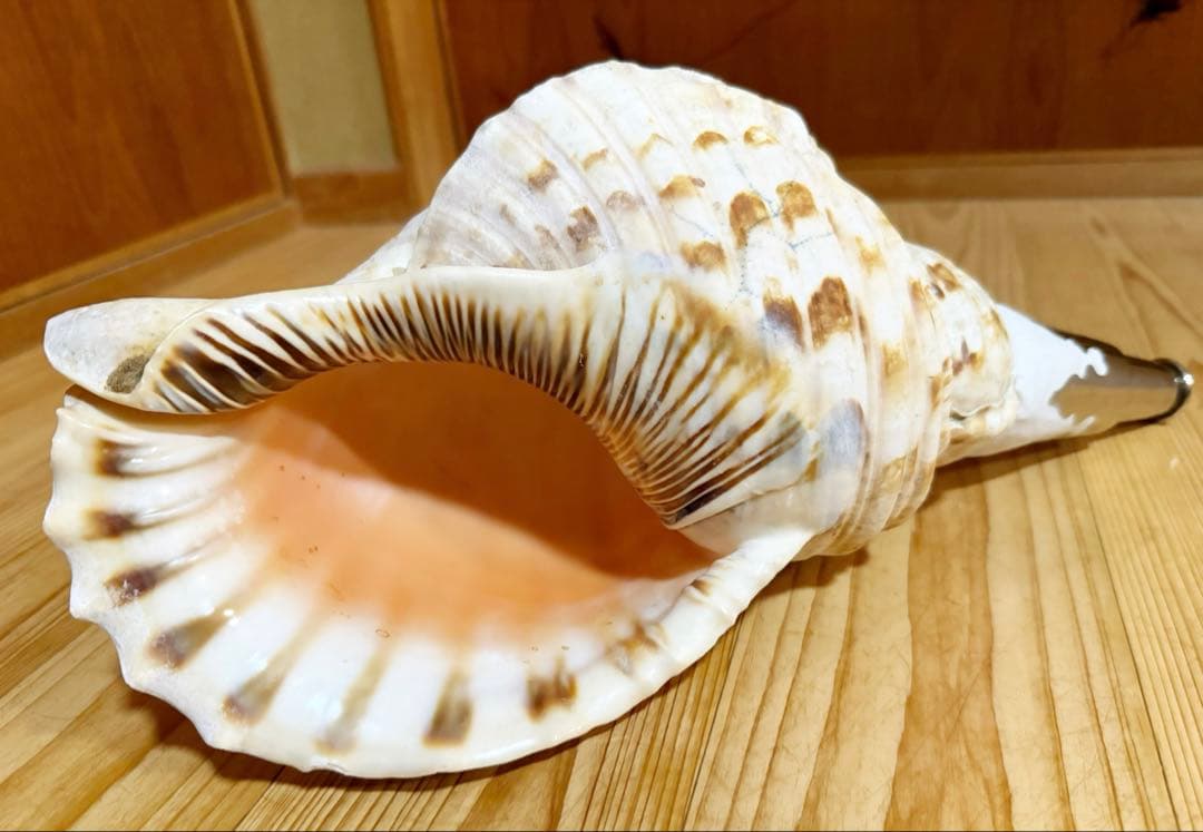 幸*ギ様 大型肉厚39㎝修験道法螺貝　山伏　密教　魔除け　熊よけ❣️ホラガイ　ほ