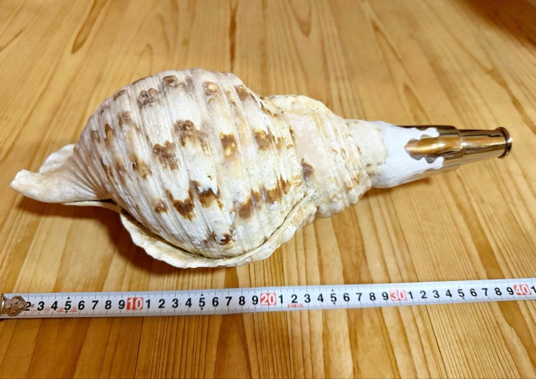 幸*ギ様 大型肉厚39㎝修験道法螺貝　山伏　密教　魔除け　熊よけ❣️ホラガイ　ほ
