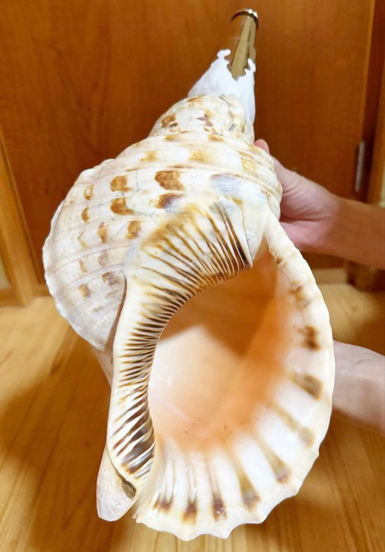 幸*ギ様 大型肉厚39㎝修験道法螺貝　山伏　密教　魔除け　熊よけ❣️ホラガイ　ほ